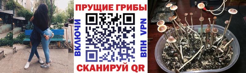 Псилоцибиновые грибы Magic Shrooms  где найти наркотики  Ростов 